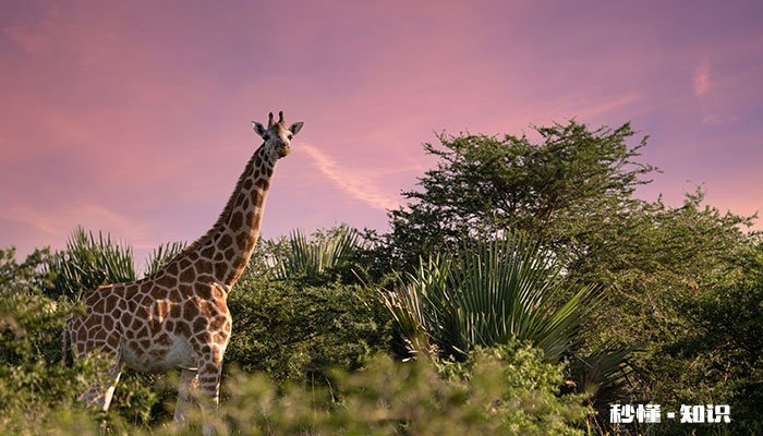 长颈鹿是怎么睡觉的 长颈鹿是怎样入睡的