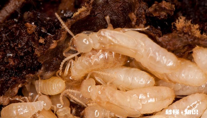 卫生间里有蚂蚁怎么处理 卫生间有蚂蚁怎么办