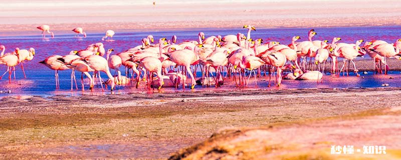 红色是由什么颜色组合成的 红色和绿色组合成什么颜色