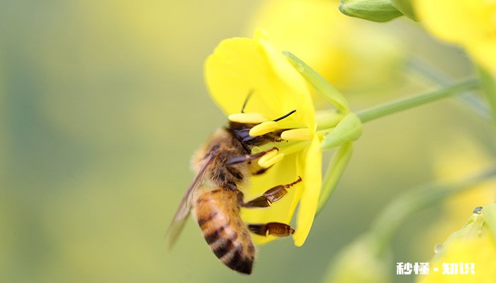 直翅目昆虫有哪些 直翅目昆虫检索表