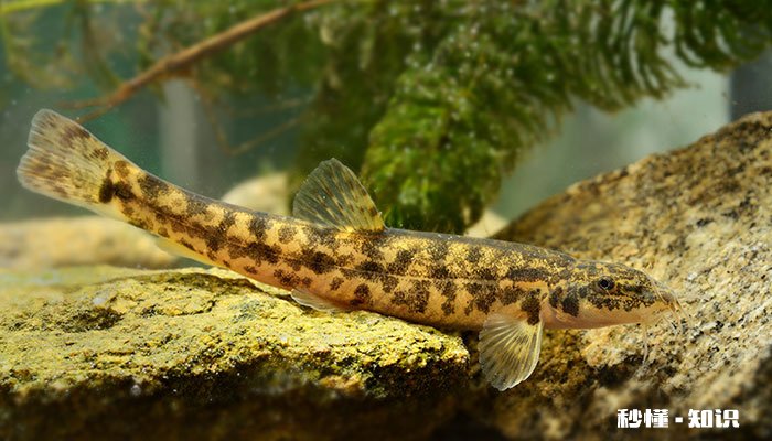 泥鳅应该属于什么类动物 泥鳅属于什么科类