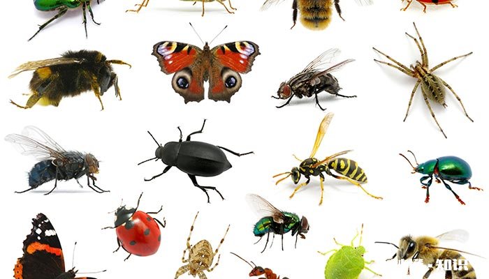 蚂蚁靠什么辨别味道 蚂蚁喜欢闻什么味道