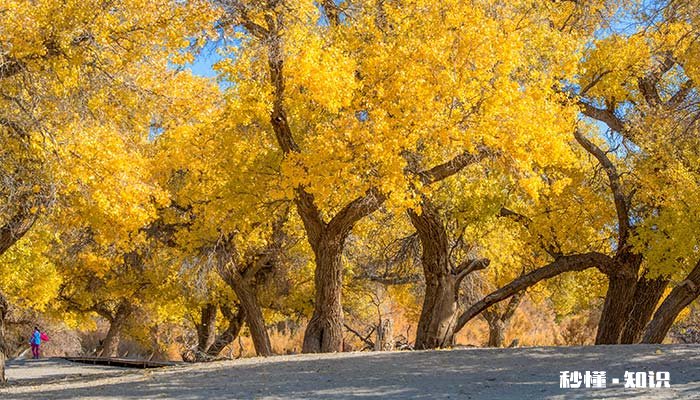 霜降是第几个节气 今年霜降节气的时间