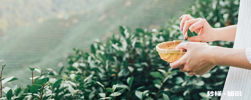 恩施玉露的口感 恩施玉露品牌