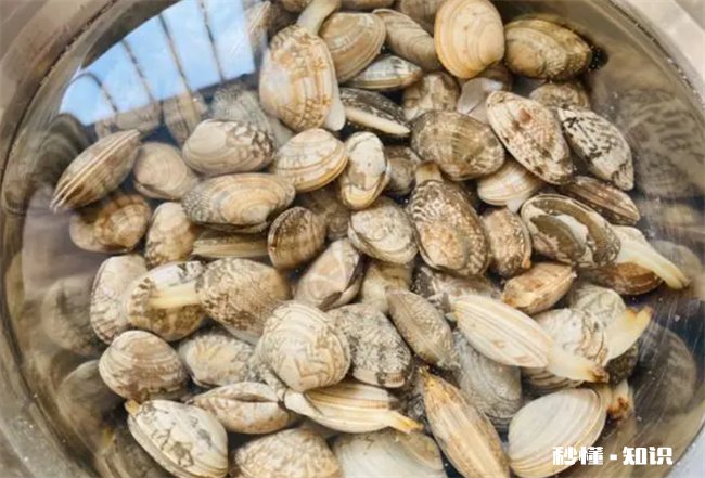 花甲吃着有沙子正常吗 花甲为什么吃着有沙子感觉