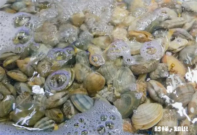 花甲吃着有沙子正常吗 花甲为什么吃着有沙子感觉