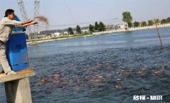 养鱼赚钱吗风险大吗 养殖业养鱼能挣钱吗