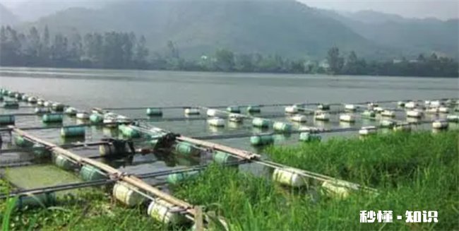 养鱼赚钱吗风险大吗 养殖业养鱼能挣钱吗