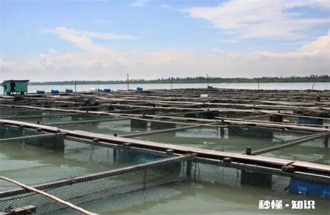 养鱼赚钱吗风险大吗 养殖业养鱼能挣钱吗