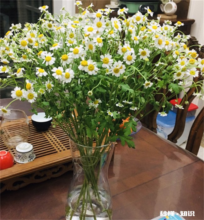 小雏菊夏天开花吗