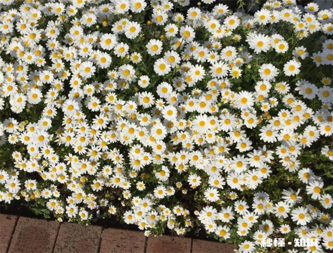 小雏菊夏天开花吗