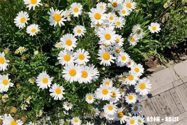 小雏菊夏天开花吗