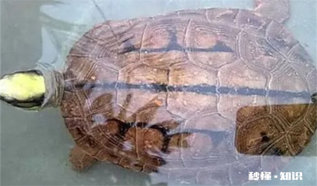 养草龟要一直放在水里吗