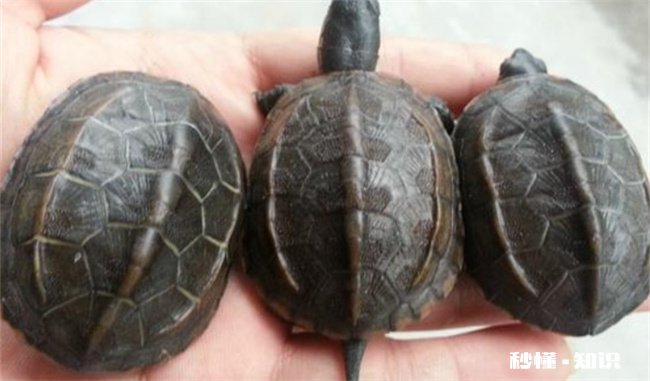 养草龟要一直放在水里吗