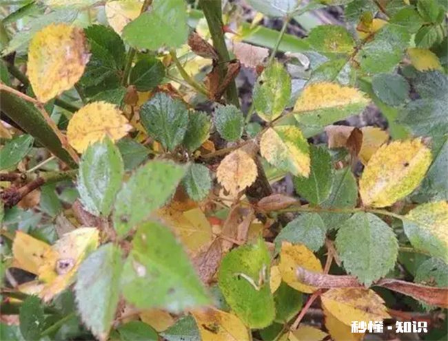月季花叶子发黄枯萎是怎么回事