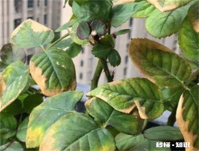 月季花叶子发黄枯萎是怎么回事