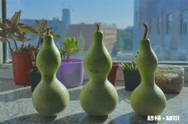 葫芦摆窗台中间好还是两边好