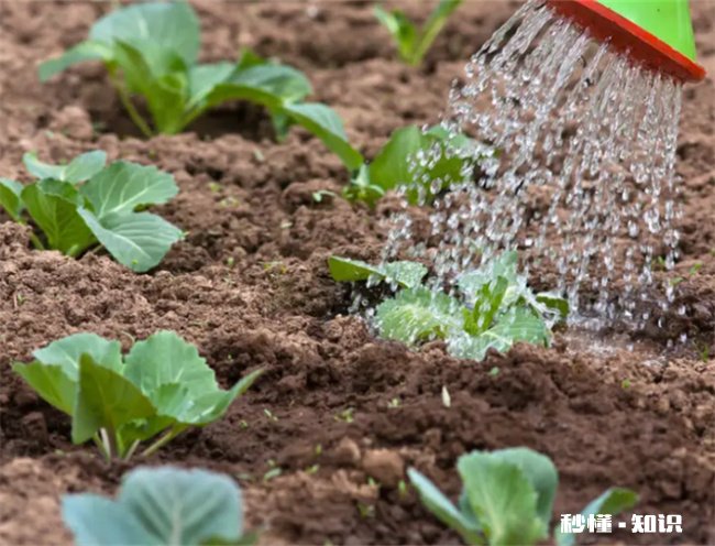 过了处暑还能不能种菜