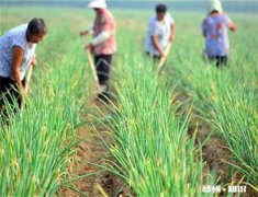 过了处暑还能不能种菜