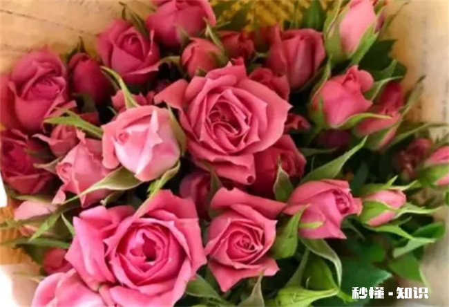 粉玫瑰适合送什么人