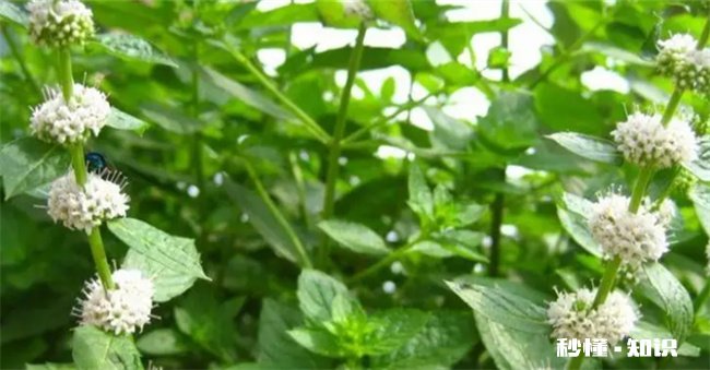 薄荷开花了还可以食用吗