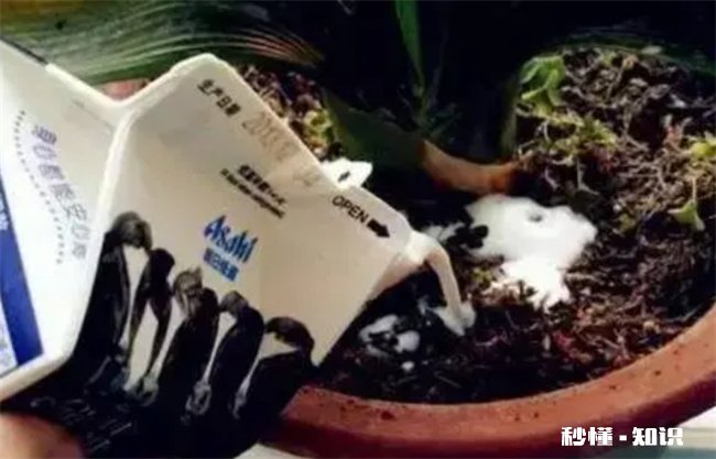 过期牛奶可以浇花吗