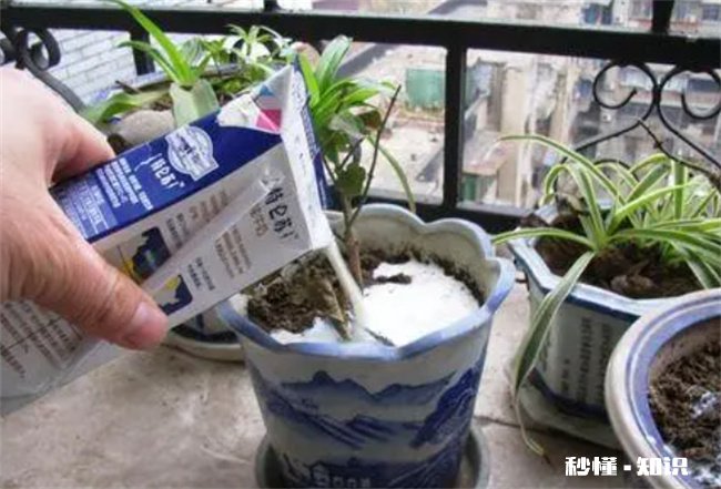 过期牛奶可以浇花吗