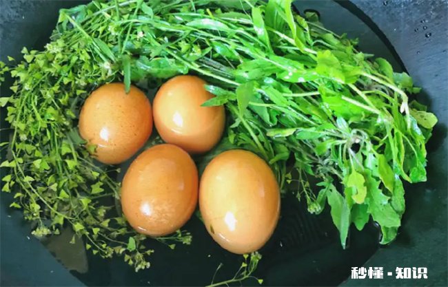 荠菜花煮鸡蛋治偏头痛是真的吗