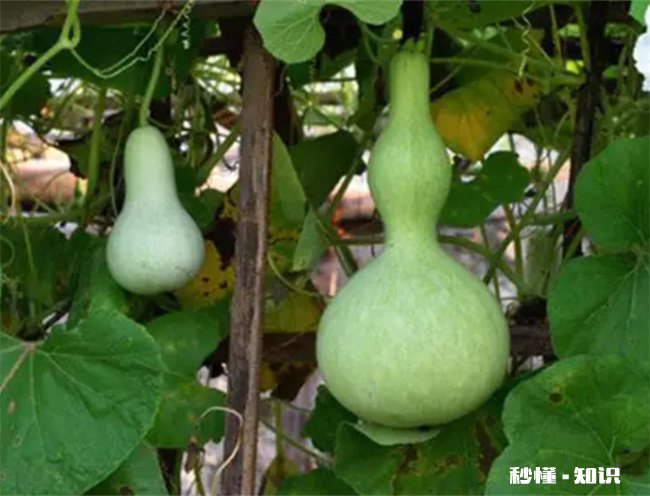 自家种的葫芦可以辟邪吗