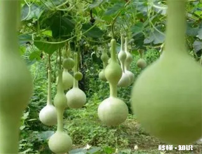 自家种的葫芦可以辟邪吗