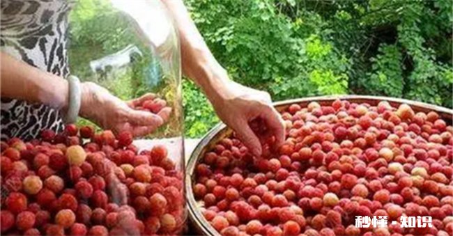 泡酒后的杨梅可以养花吗