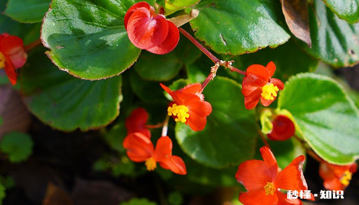 秋海棠花语 秋海棠花语是什么