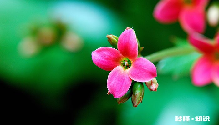 秋海棠花语 秋海棠花语是什么