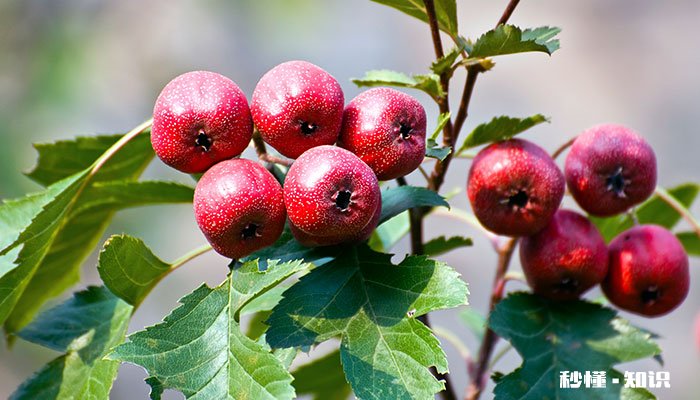 山楂树怎么修剪 山楂树的修剪方法