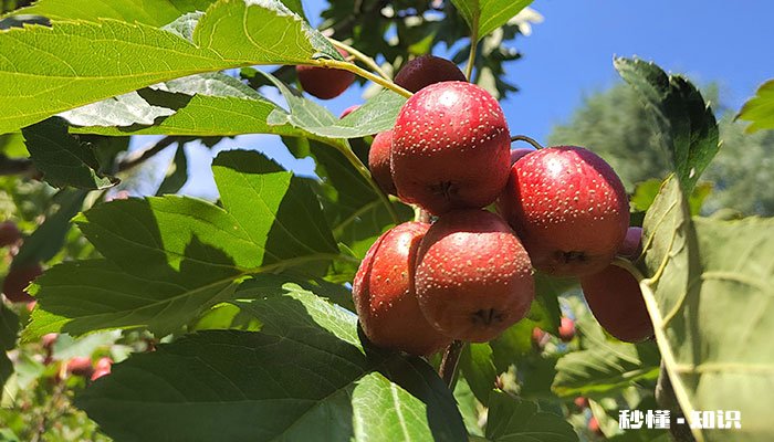 山楂树怎么修剪 山楂树的修剪方法