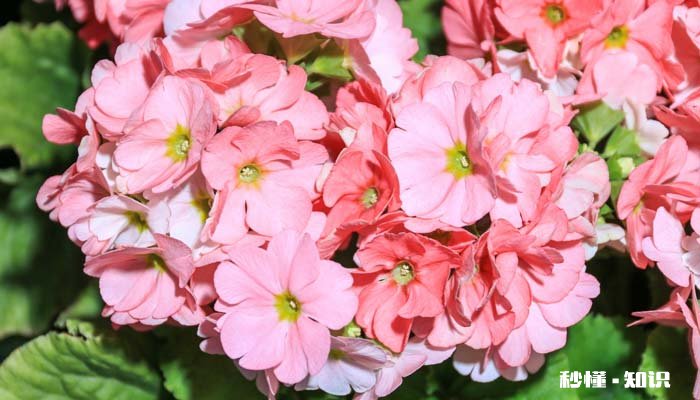 天竺葵的养殖方法和注意事项 天竺葵的种植方法和注意事项