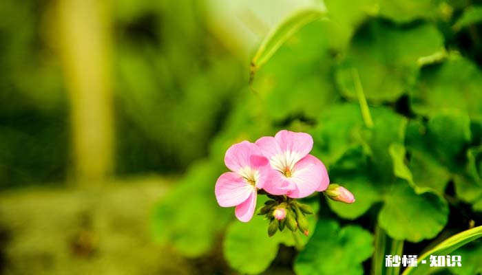 天竺葵的养殖方法和注意事项 天竺葵的种植方法和注意事项