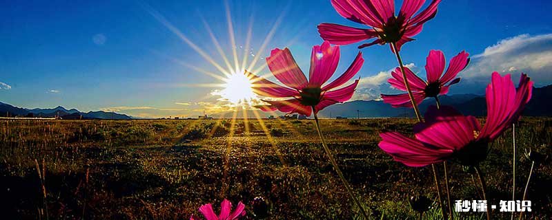 格桑花花语 格桑花花语是什么