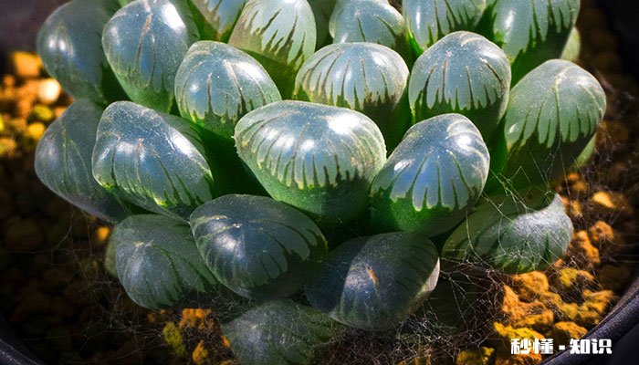 玉露的养殖方法和注意事项 玉露的养殖方法和注意事项有哪些