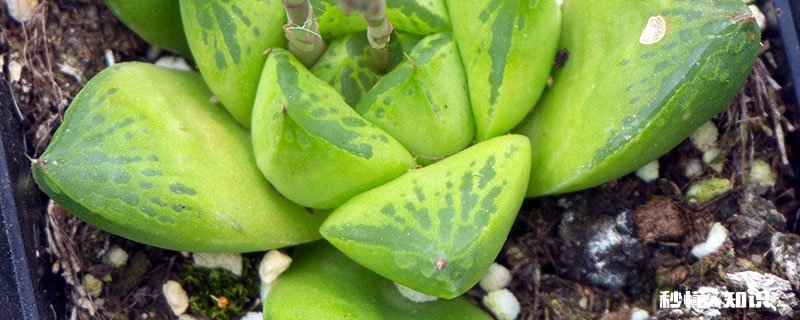 玉露的养殖方法和注意事项 玉露的养殖方法和注意事项有哪些