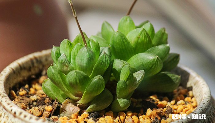 玉露的养殖方法和注意事项 玉露的养殖方法和注意事项有哪些