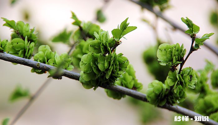 榆树盆景怎么修剪 榆树盆景的修剪方法