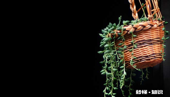 珍珠吊兰的养殖方法和注意事项 珍珠吊兰的养殖方法