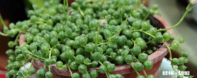 珍珠吊兰的养殖方法和注意事项 珍珠吊兰的养殖方法