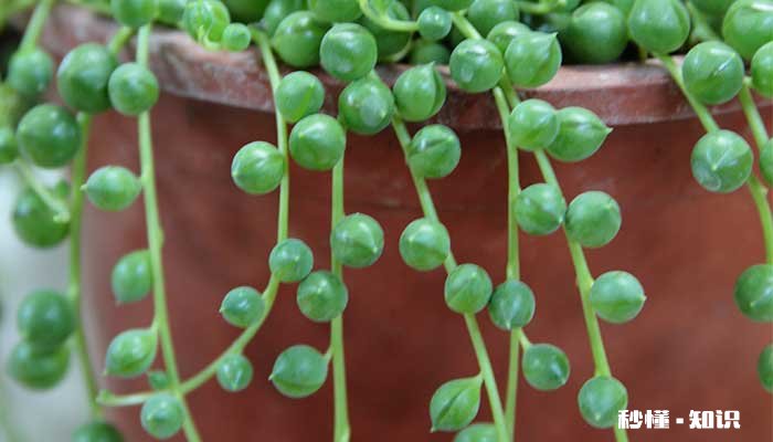 珍珠吊兰的养殖方法和注意事项 珍珠吊兰的养殖方法
