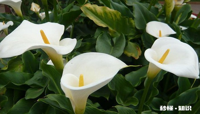 马蹄莲的花语 马蹄莲的花语是什么