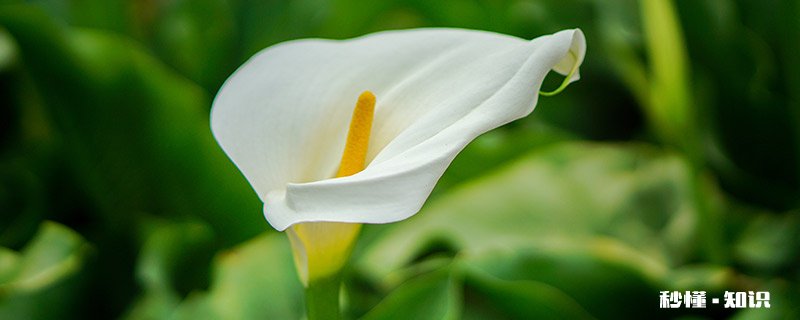 马蹄莲的花语 马蹄莲的花语是什么