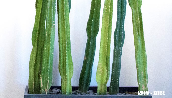 仙人柱的养殖方法和注意事项 仙人柱的养殖方法