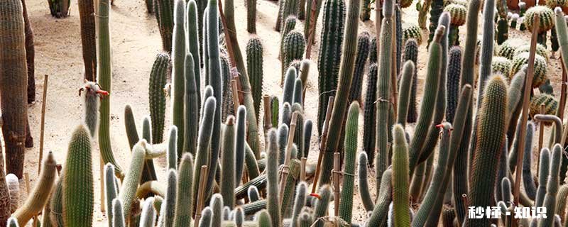 仙人柱的养殖方法和注意事项 仙人柱的养殖方法