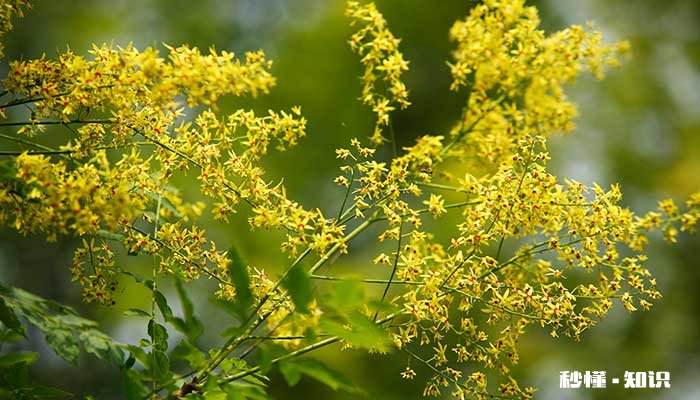 冬天落叶的树有哪些 有哪些树冬天会落叶